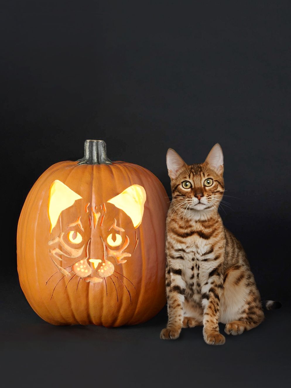 14 Free Cat Pumpkin Carving Stencils Of Your Favorite Breeds