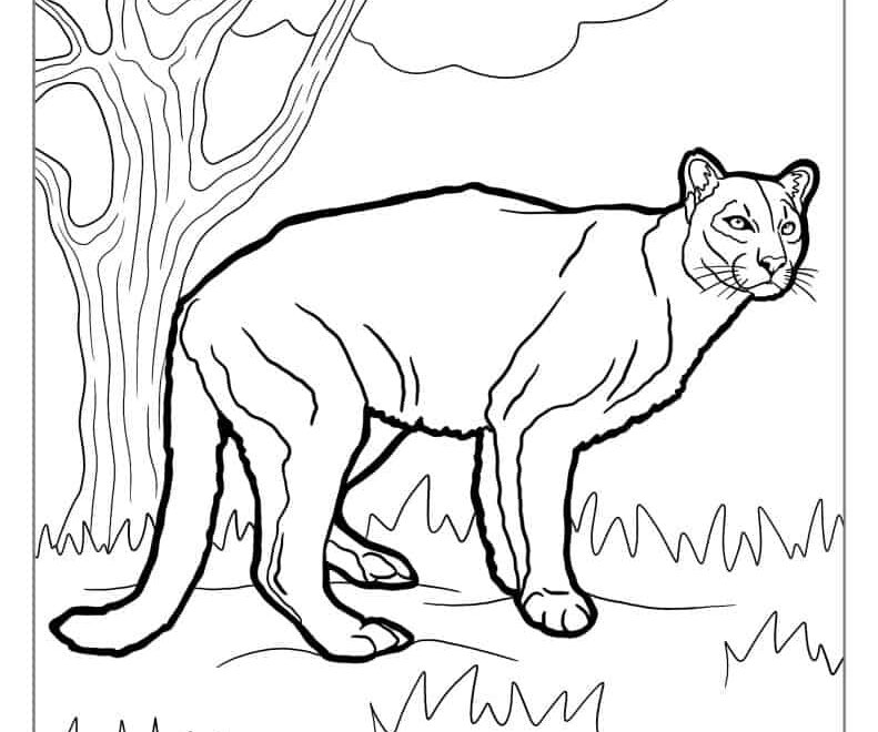 28 Lion Coloring Pages Free PDF Printables
