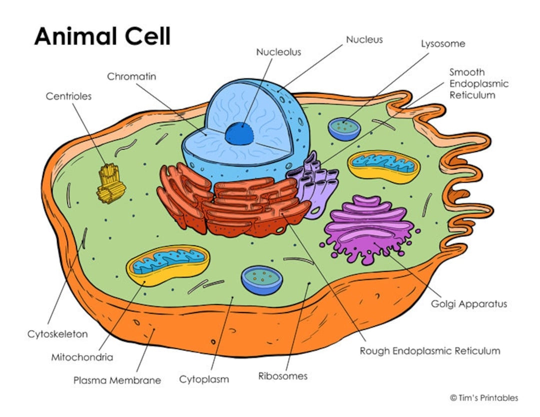 Diagram Of A Cell With Labels/Printable Downloadable