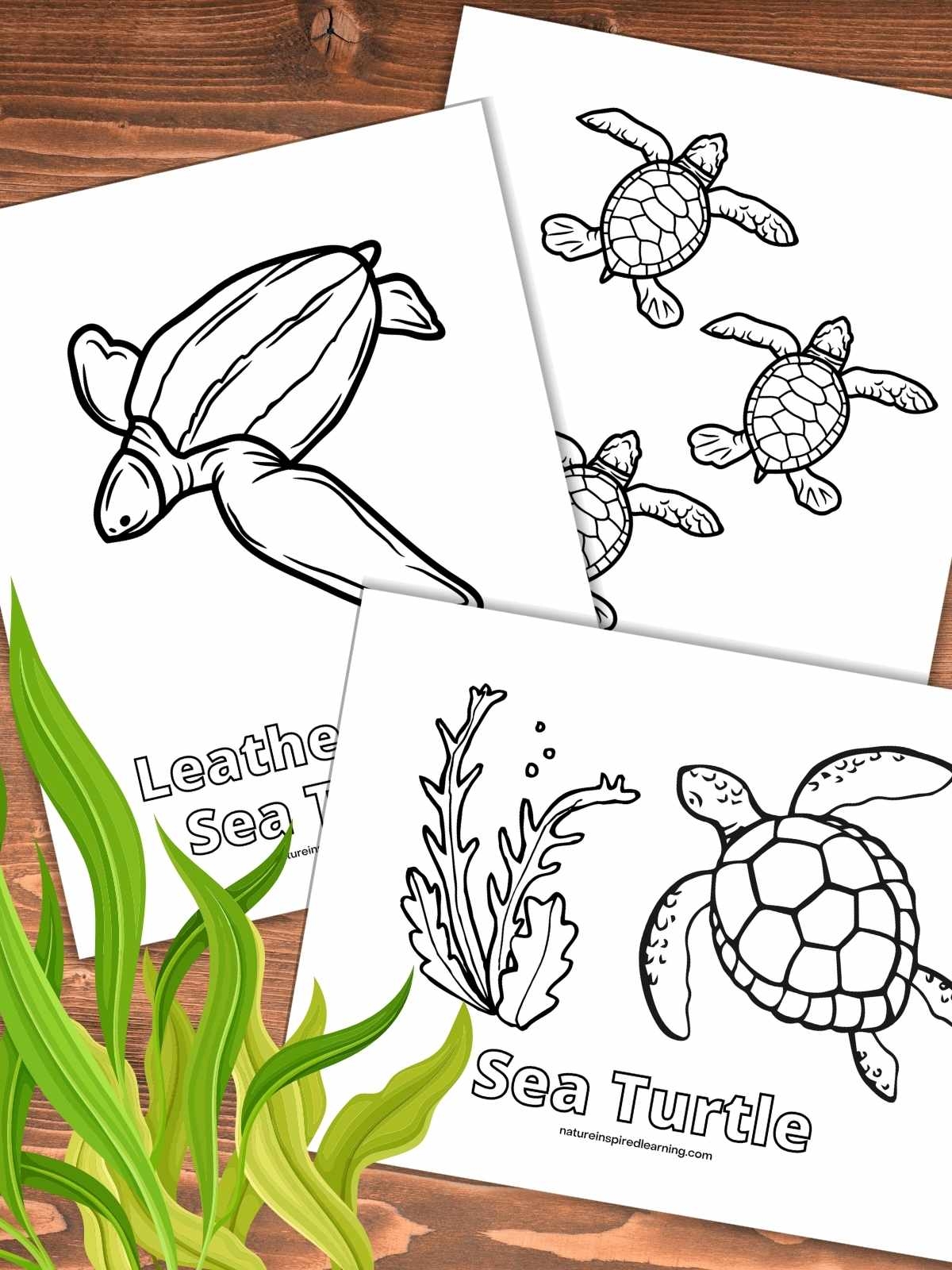 Sea Turtle Coloring Page Printable Sea Turtle Coloring Page Printable