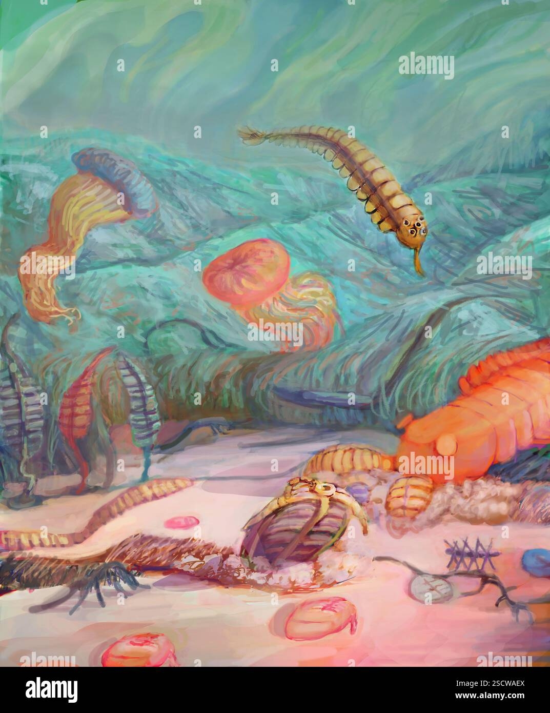 Cambrian Fossil Drawing Hi res Stock Photography And Images Alamy