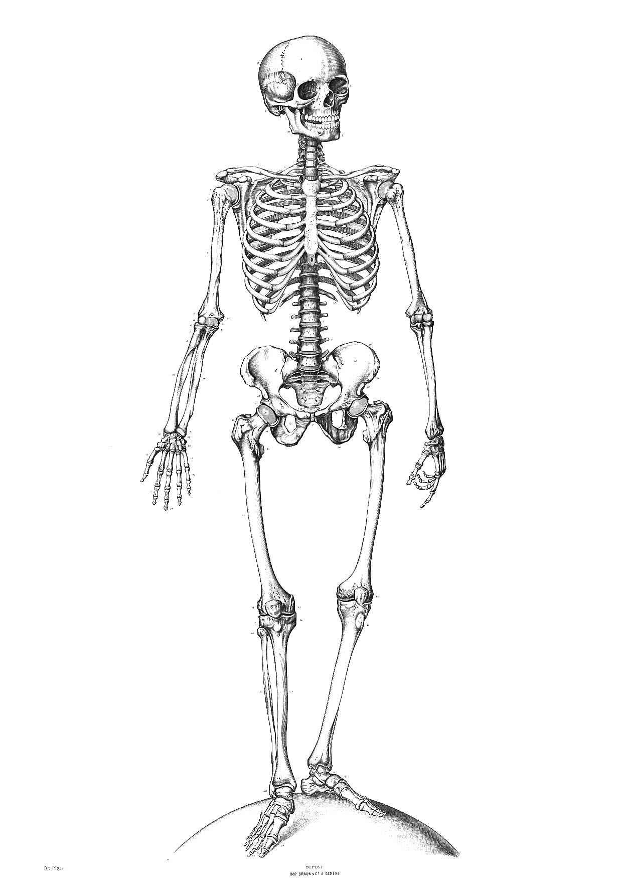 Coloring Page Skeleton Free Printables Img 9340