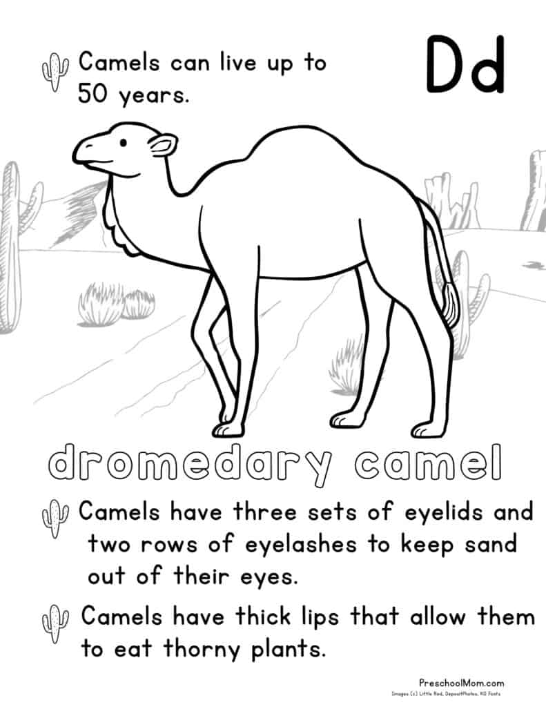 Free Printable Pictures Of Desert Animals And Plants