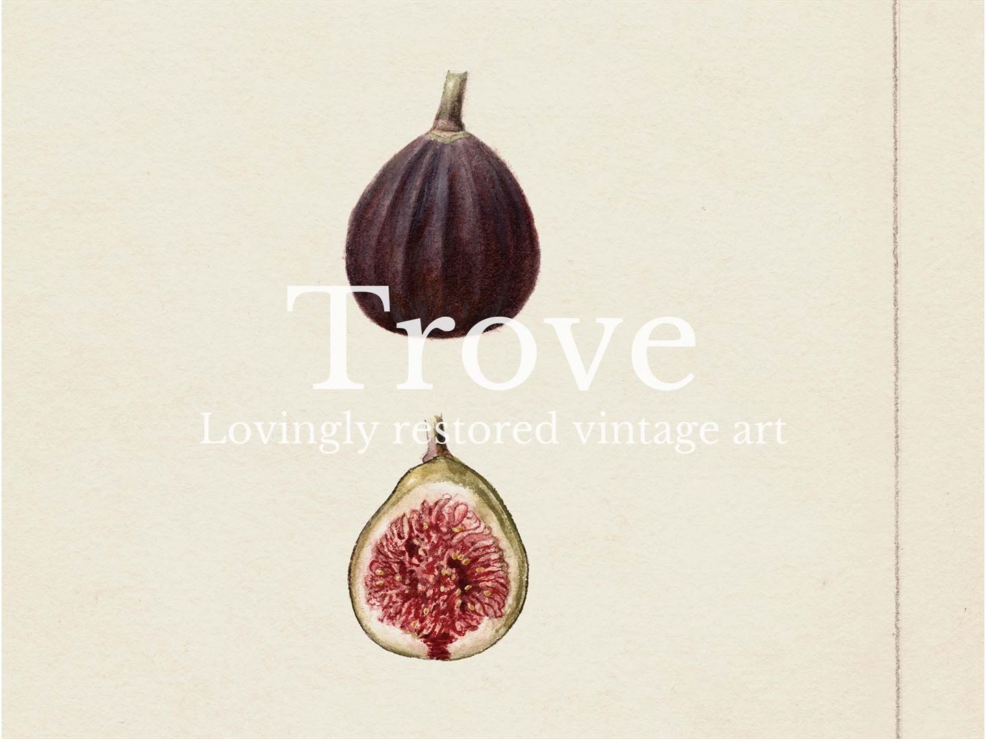 Printable Picture Of A Fig