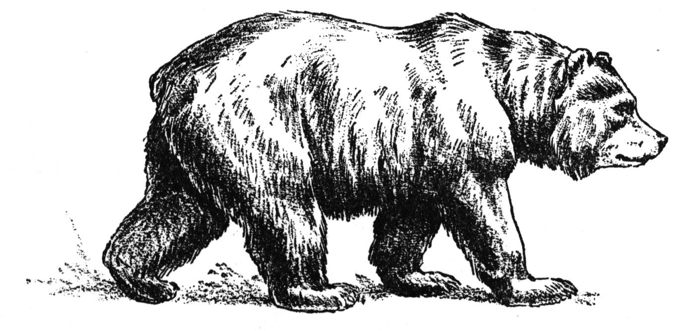 Free Printable Coloring Pages Black Bear