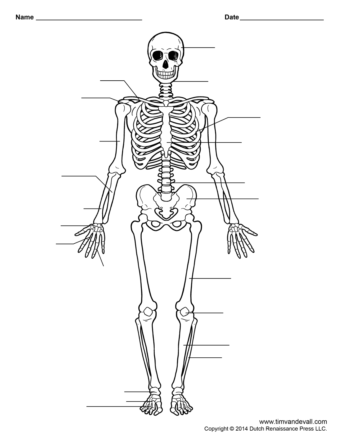 Printable Drawing Of A Skeleton