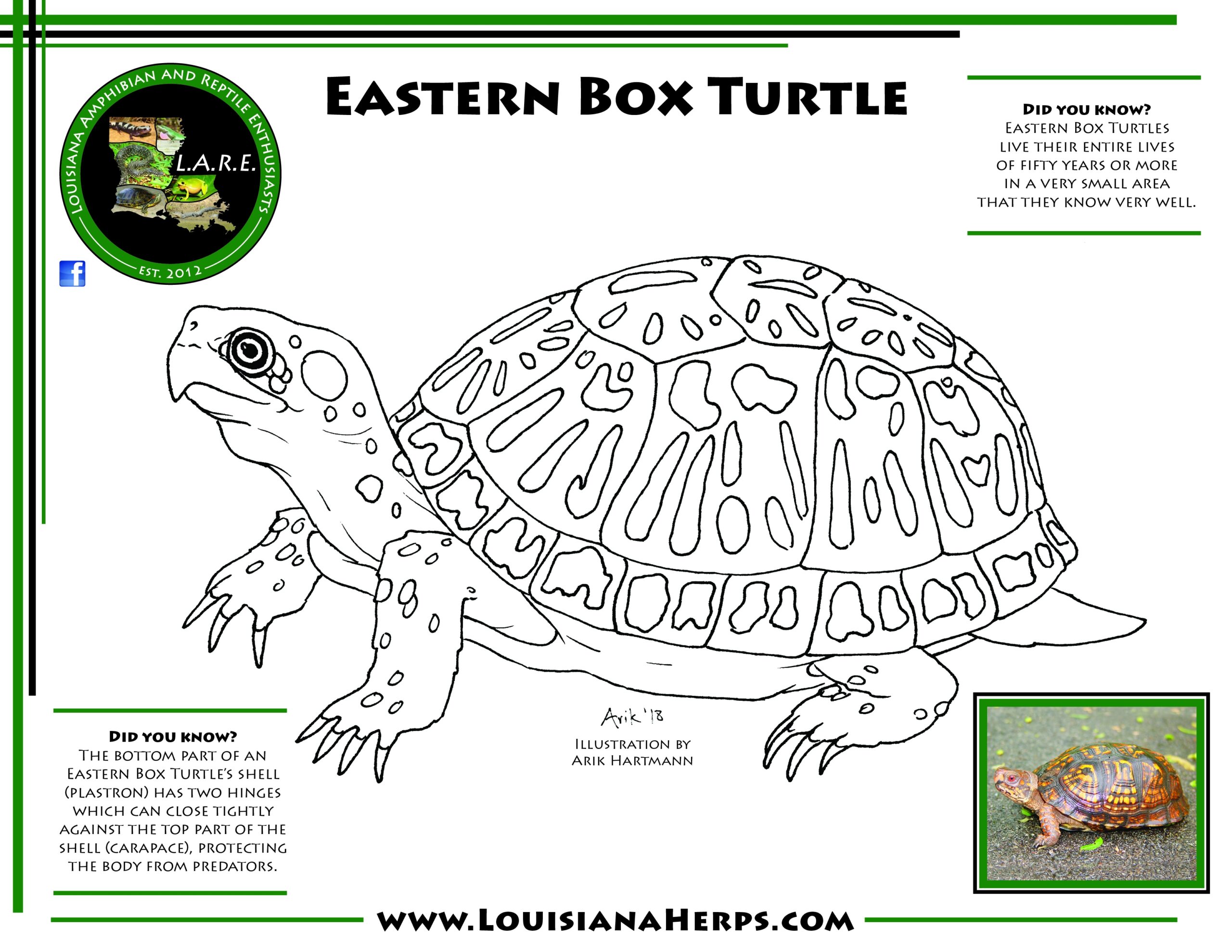 L A R E Coloring Pages Brad Glorioso s Personal Website Amphibians And Reptiles Of Louisiana