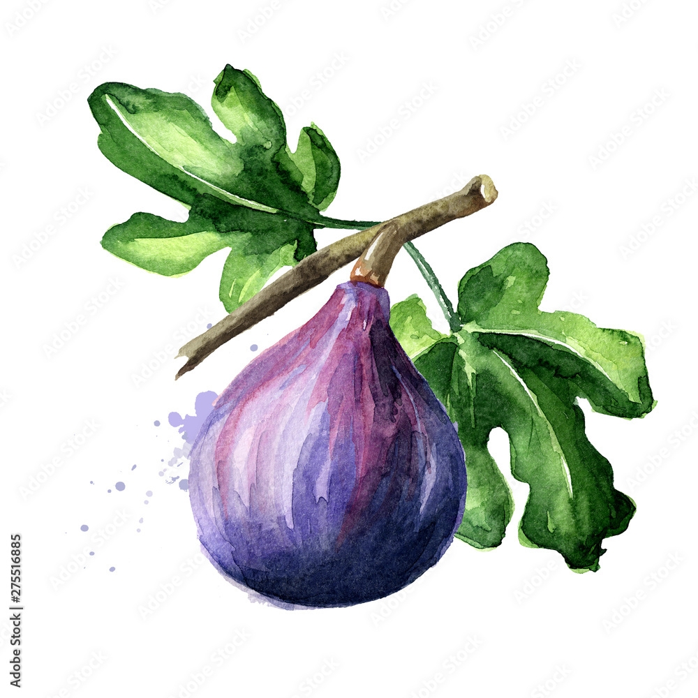 Photo Art Print Fresh Ripe Purple Fig Fruit And Leaves On A Branch