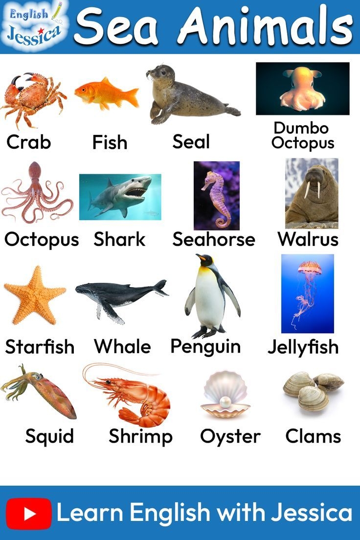 Sea Animals Vocabulary