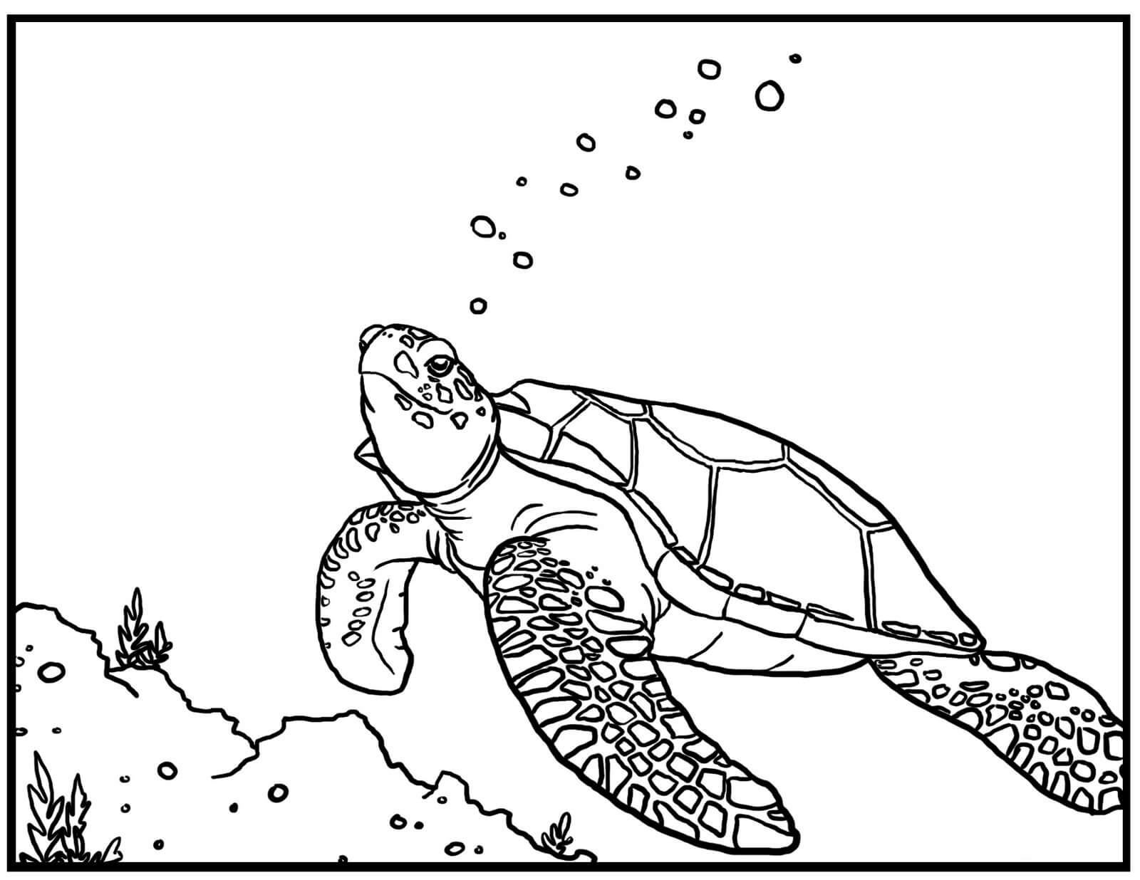Sea Turtle Coloring Pages Printable Coloring Pages FREE Sea Turtle Coloring Pages Printable Coloring Pages FREE