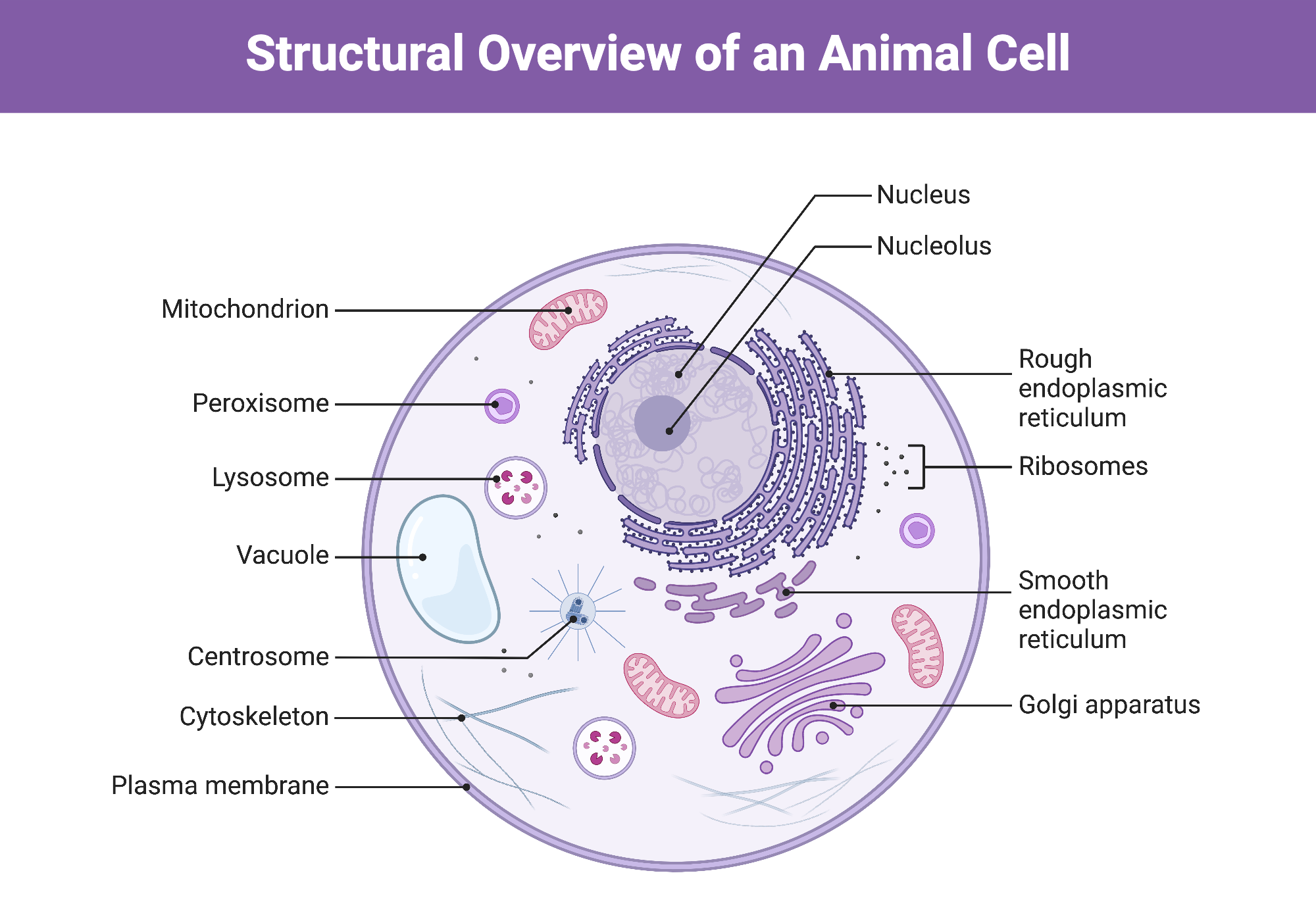 Structural Overview Of An Animal Cell BioRender Science Templates
