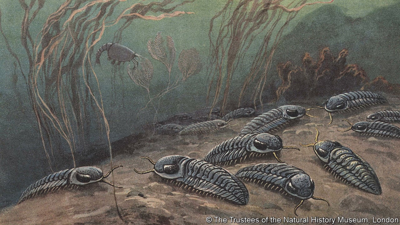 Free Printable Cambrian Period Images