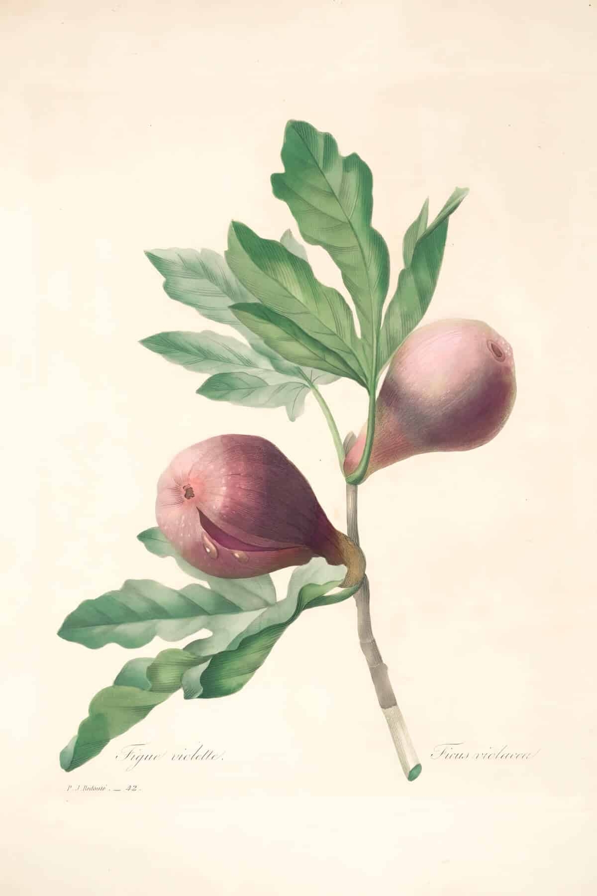 Vintage Botanical Fig Print The Home I Create