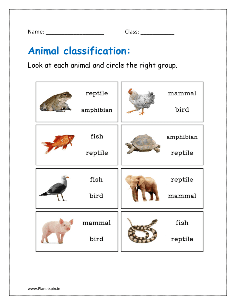 Animal Classification Worksheet For Grade 1 Planetspin in