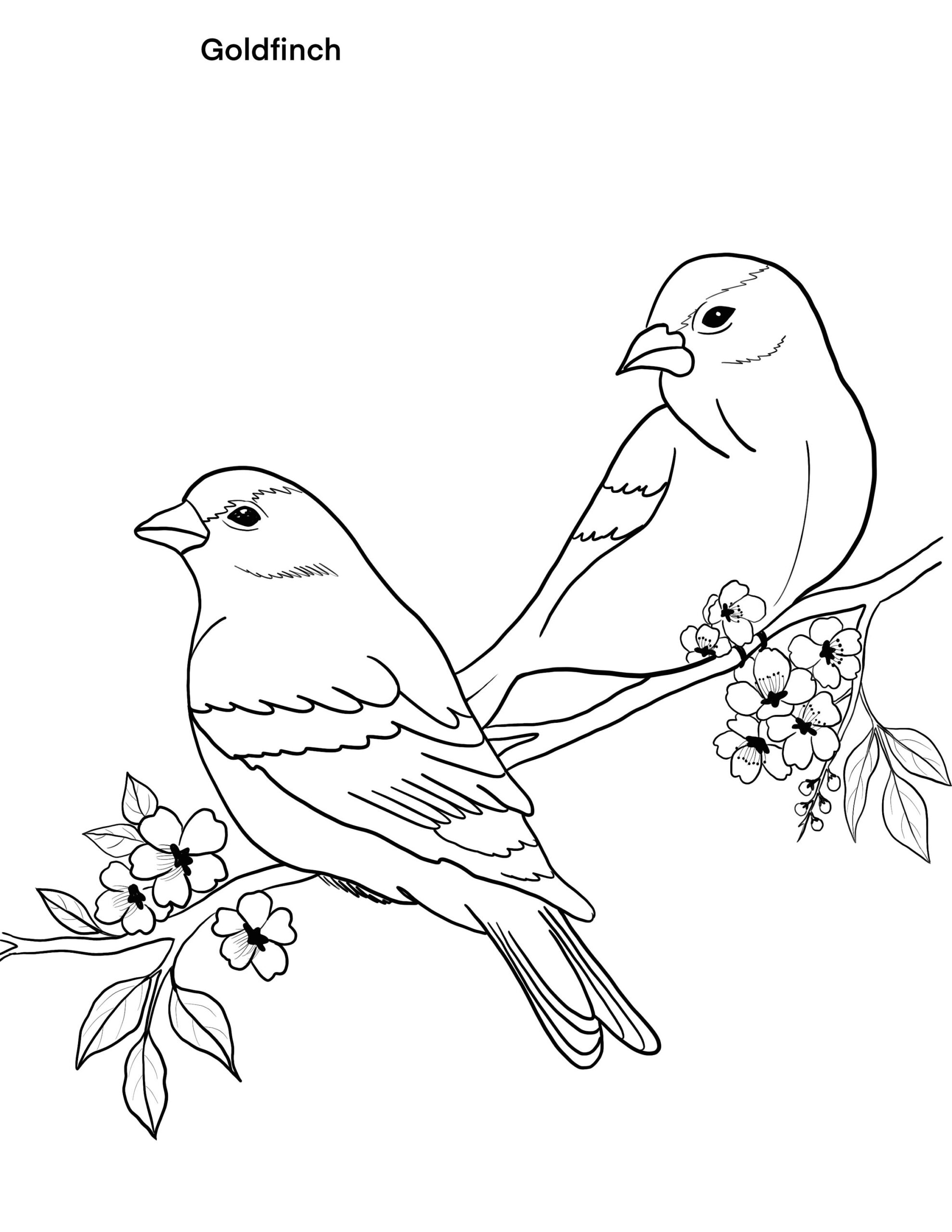 Buy Birds Printable Coloring Sheet Coloring Pages Kids Coloring Pages Kids Summer Activity Birds Pictures Online In India Etsy