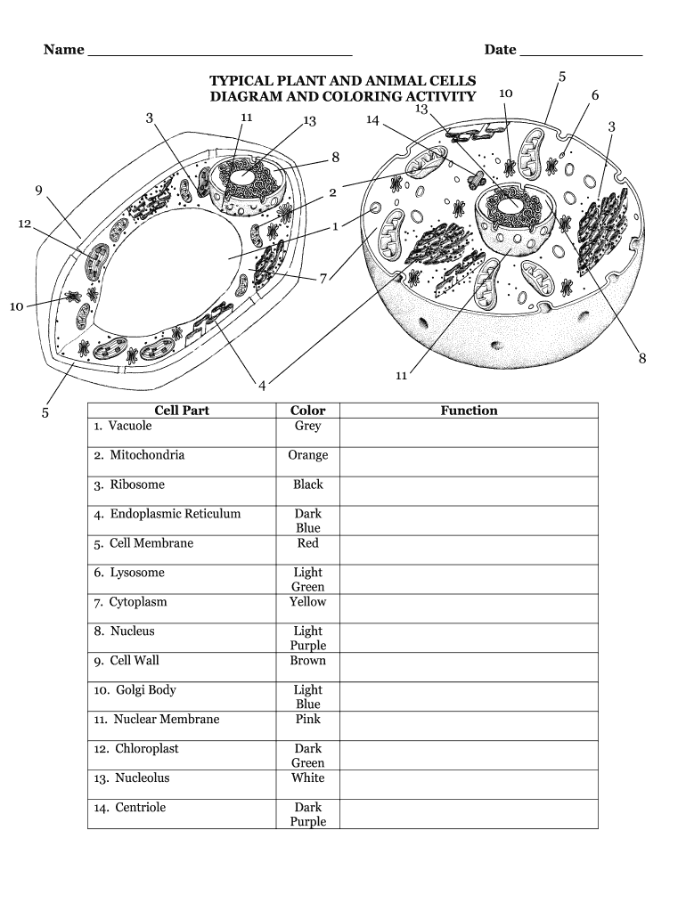 Cell Bajos Structure Diagram Printable