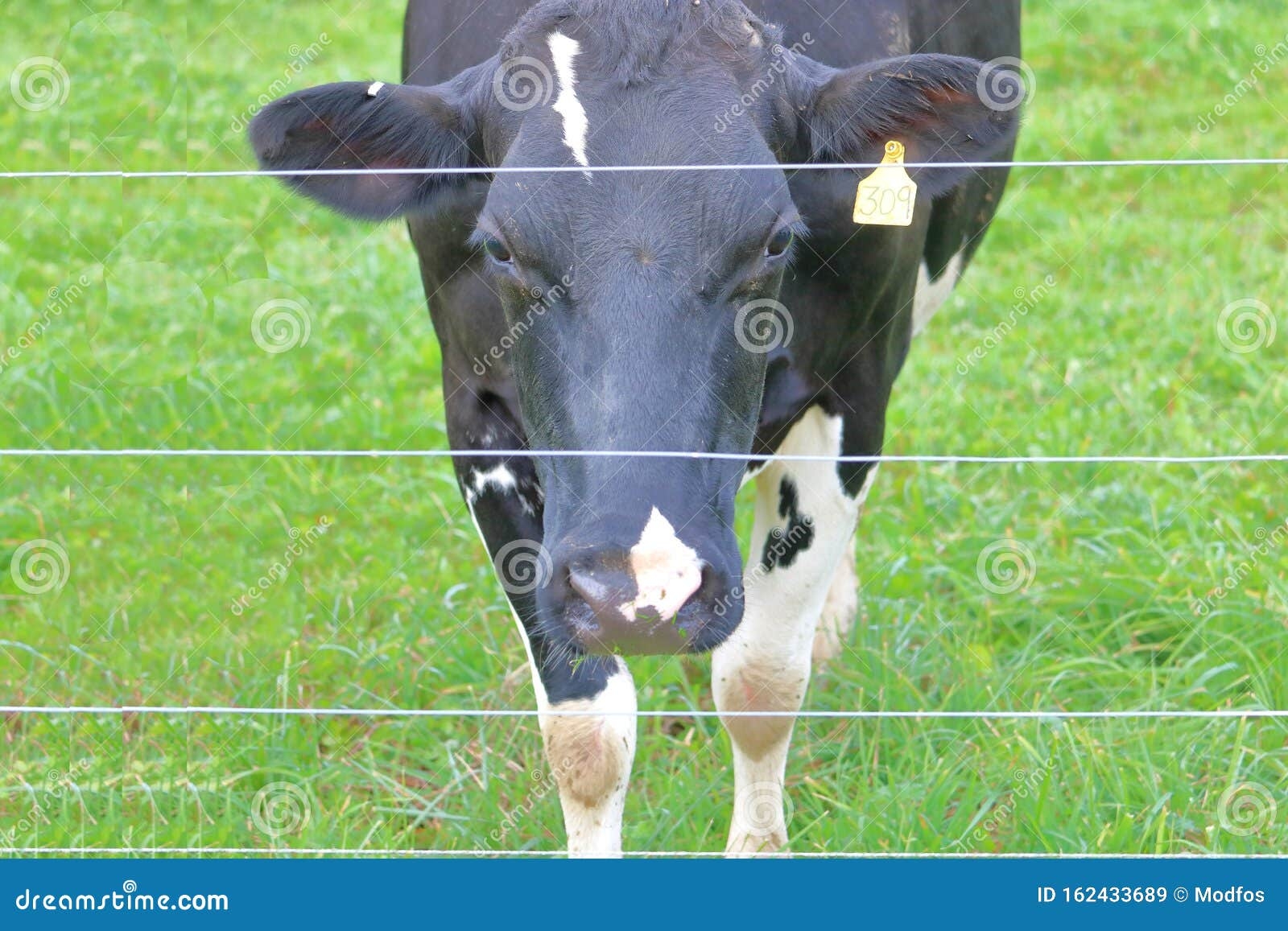 Dairy Cow And Electric Fencing Stock Image Image Of Farm Fence 162433689