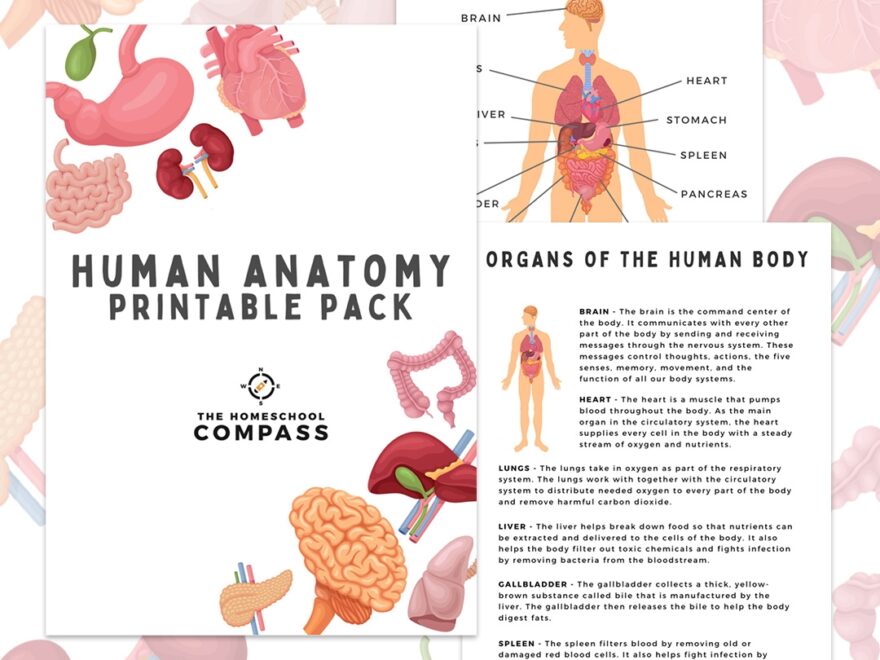 Free Human Anatomy Printable Pack Homeschool Compass