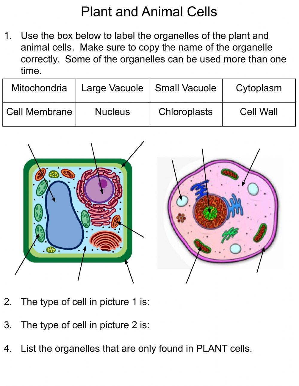 Plant And Animal Cells Online Exercise Live Worksheets Worksheets Library