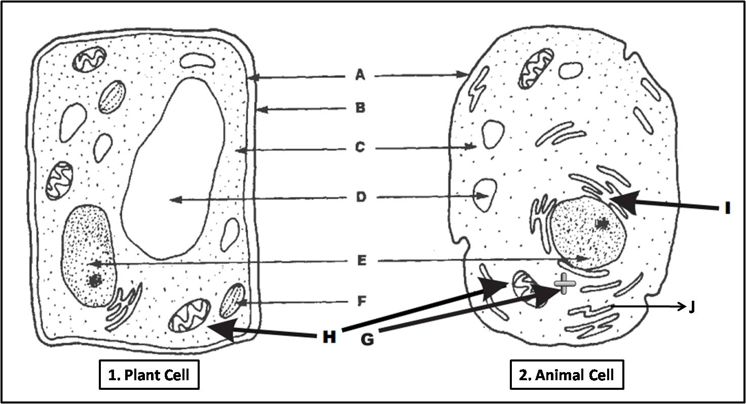 Plant And Animal Cells Printables