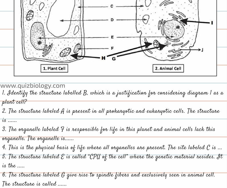 Plant Cell And Animal Cell Diagram Worksheet PDF