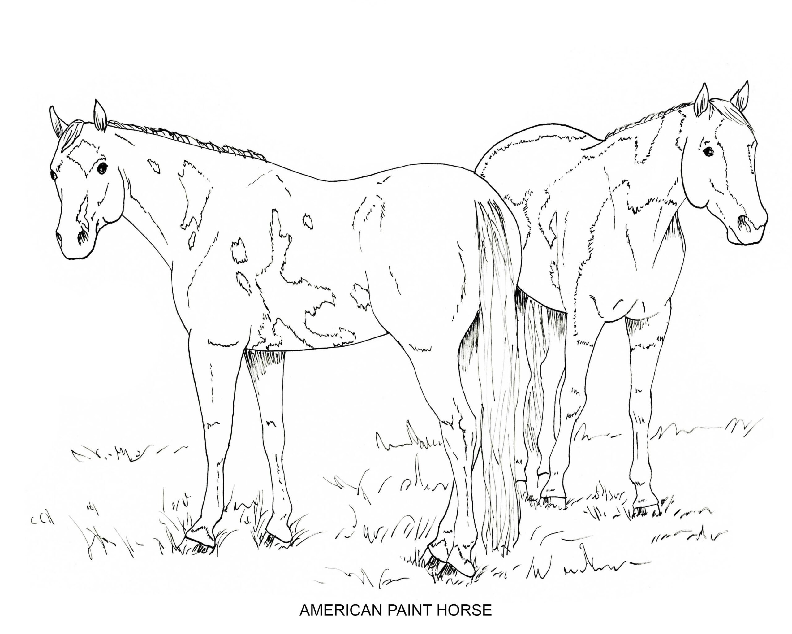 PRINTABLE Set Of 10 Horse Breed Coloring Pages 2 Digital Download Etsy
